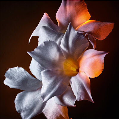 YVES SAINT LAURENT - LIBRE FLOWERS & FLAMES