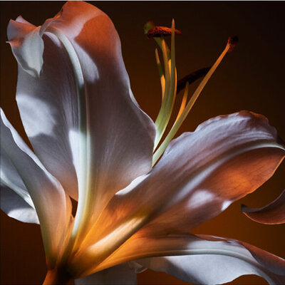 YVES SAINT LAURENT - LIBRE FLOWERS & FLAMES