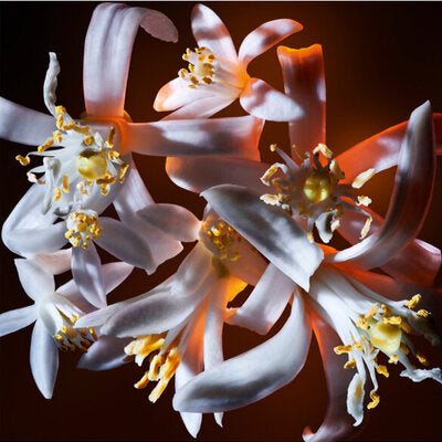 YVES SAINT LAURENT - LIBRE FLOWERS & FLAMES