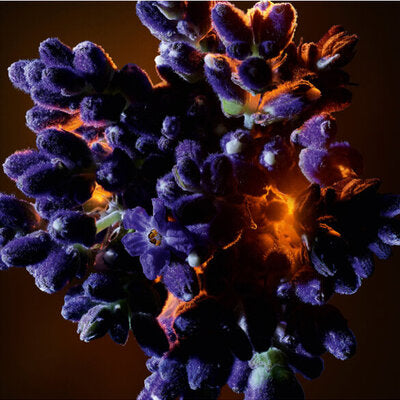 YVES SAINT LAURENT - LIBRE FLOWERS & FLAMES