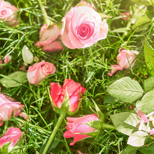 ROJA - Dawn In The Rose Garden