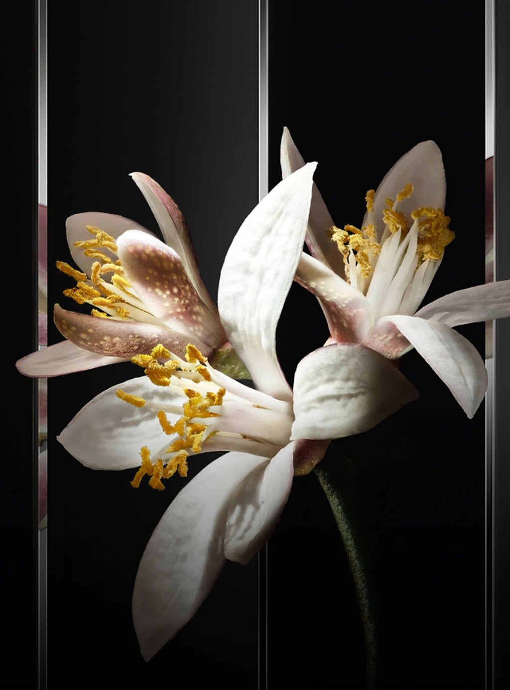 YVES SAINT LAURENT - MYSLF LE PARFUM