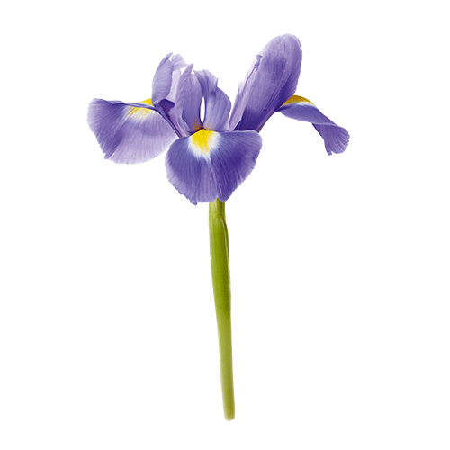 ISSEY MIYAKE L'Eau d'Issey Solar Violet