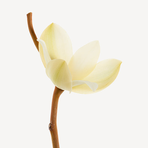 ISSEY MIYAKE L'eau d'Issey Eau & Magnolia