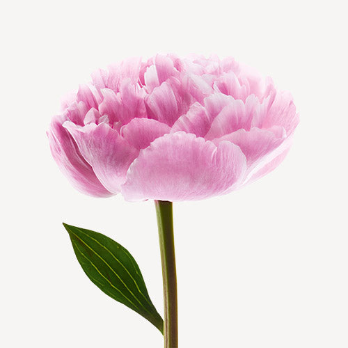ISSEY MIYAKE L'Eau d'Issey Pivoine