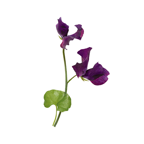 ISSEY MIYAKE L'Eau d'Issey Solar Violet