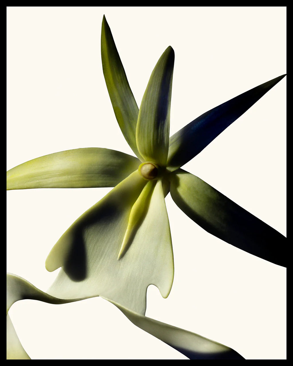 TOM FORD - Black Orchid Reserve Parfum