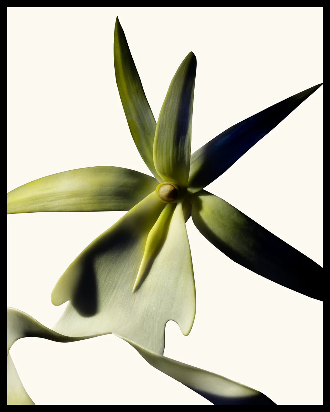TOM FORD - Black Orchid Reserve Parfum