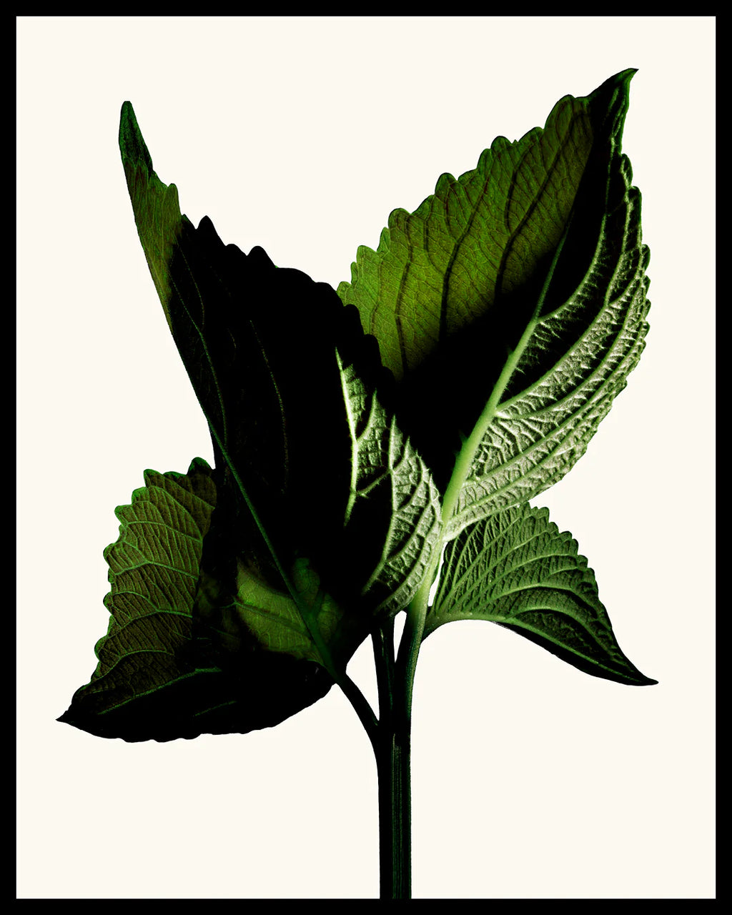 TOM FORD - Black Orchid Reserve Parfum