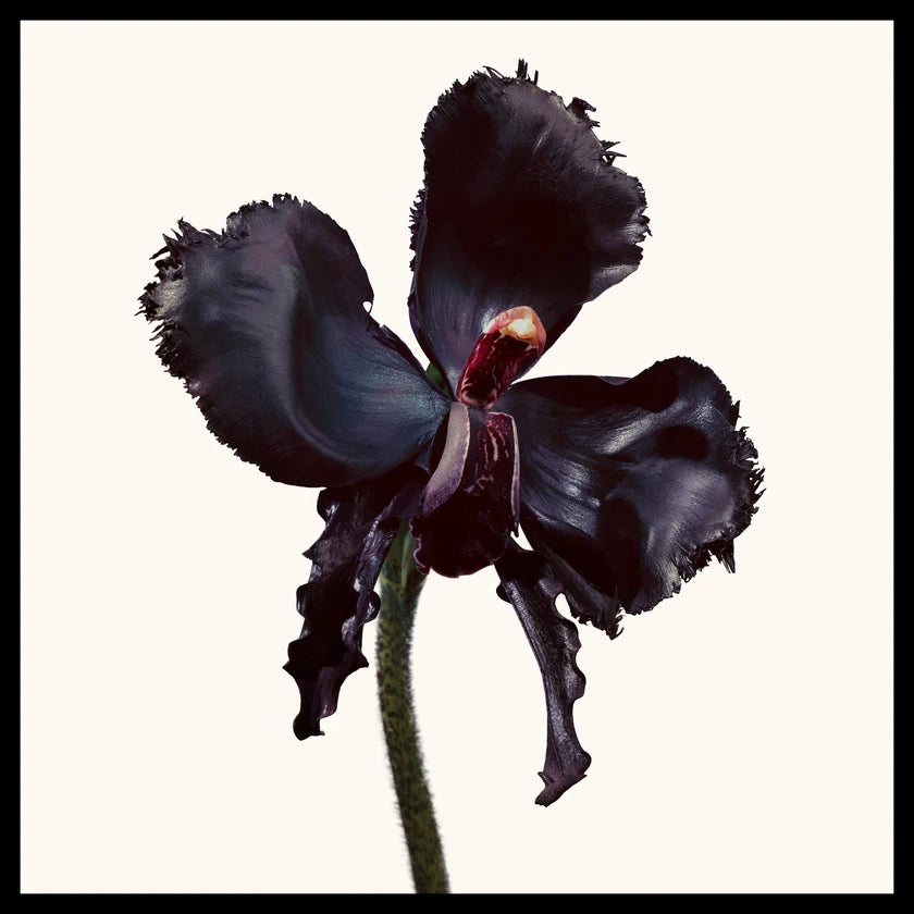 TOM FORD - Black Orchid Reserve Parfum