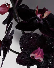 TOM FORD - Black Orchid Eau de Parfum